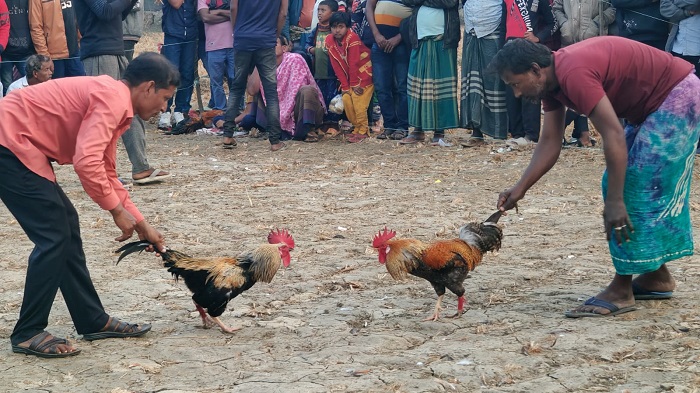 শ্যামনগরে পৌষ সংক্রান্তি উপলক্ষ্যে ঐতিহ্যবাহী মোরগ লড়াই