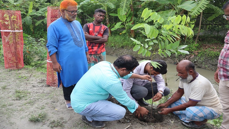 পাথরঘাটায় খালের পাড়ে জলবায়ু-সহনশীল ৭৫০০ বৃক্ষরোপণ